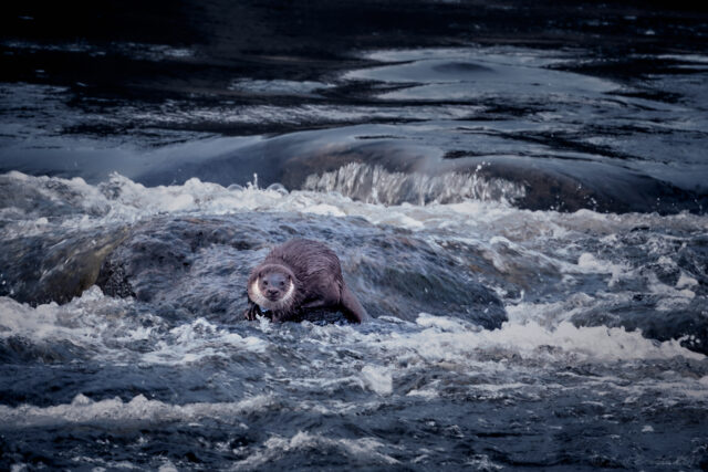 En utter en gång...