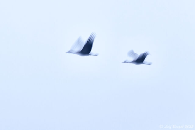 Högt flygande tranor