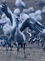 Bjuder upp till dans