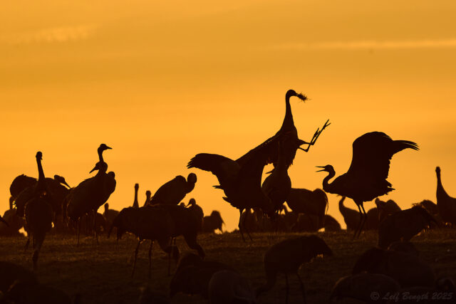 Jag vill bygga bo med dig