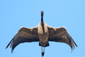 Överflygning