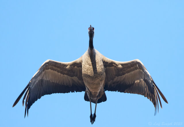 Överflygning
