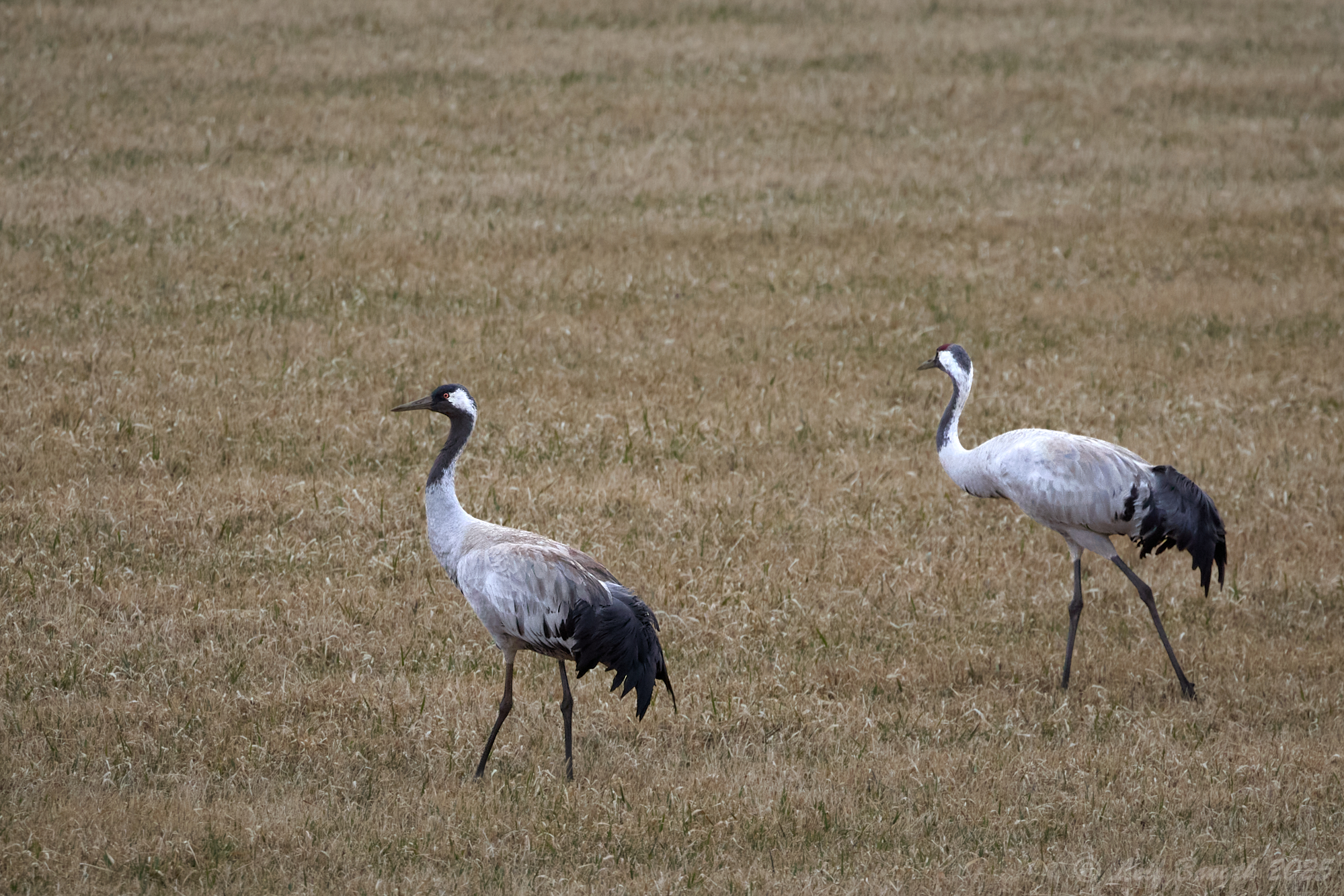 Ett tranpar på en åker