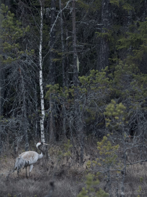 Trana på Kvännmör/Kvarnmyren