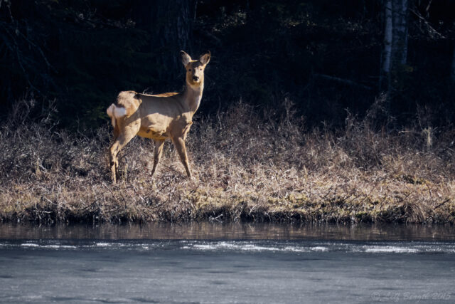 På andra sidan tjärnen