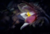 En mosippa från förr