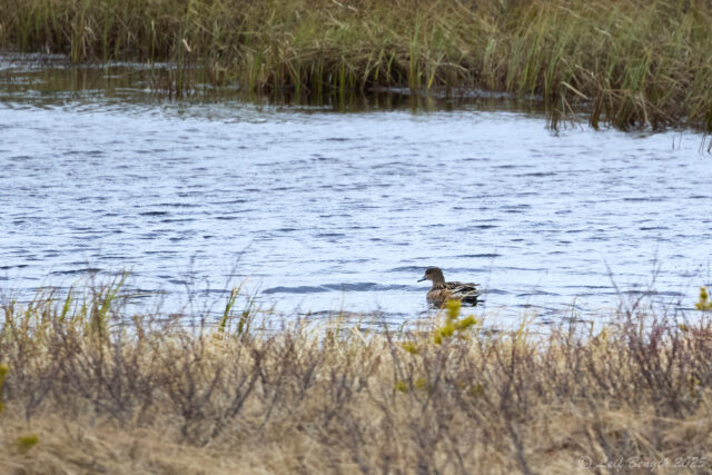 Bläsand i Geddtjenn