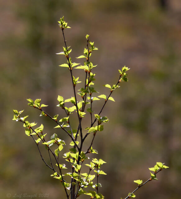 Nyutslagna björklöv