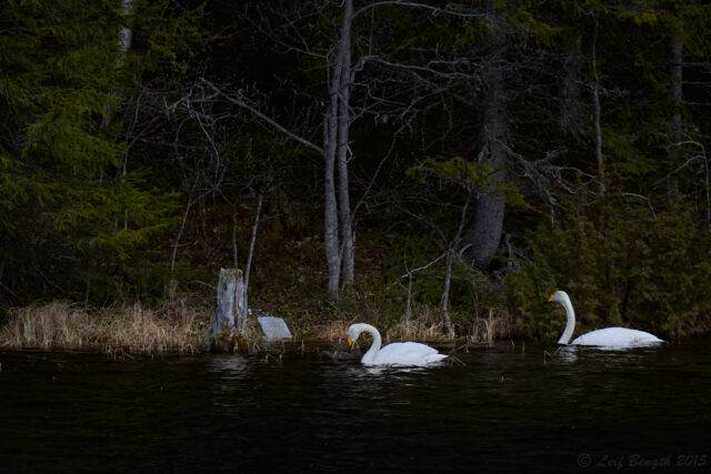 Sångsvanar i Holmtjärn