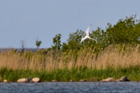 En tärna vid Fågelsundet
