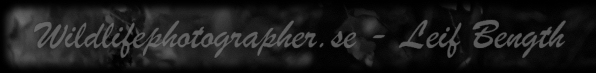 Wildlifephotographer.se | Leif Bength
