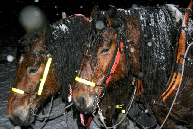 Hästar i Brunnsberg