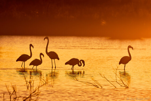 Flamingokvintetten