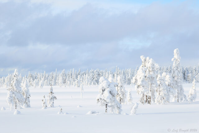 Brändfljoten
