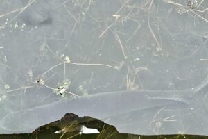 Oväntat men naturligt