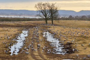 Hornborgasjöns trandans