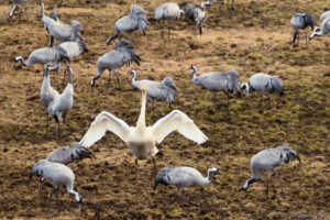 En svan bland tranorna