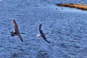 En grågås och en kanadagås....