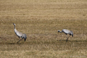 Fyra tranor i Våmhus