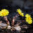 Tussilago