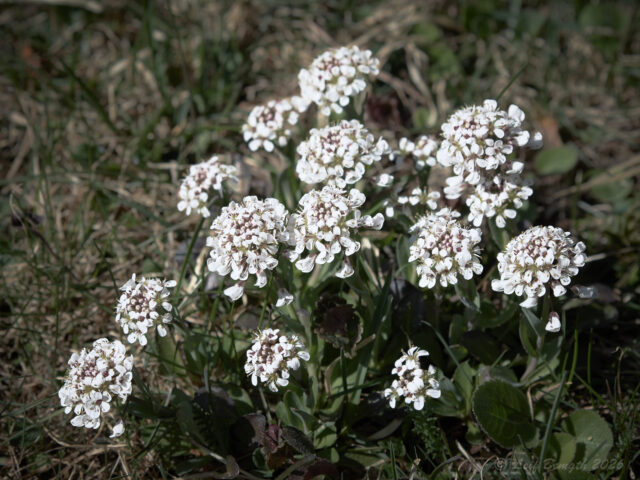 Klöverblommor