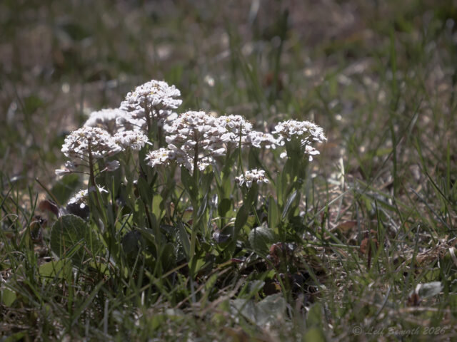 Klöverblommor