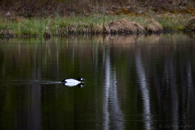 Knipa i Ljustjärnen