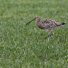 Storspoven
