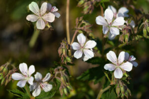 Blommor i Näsberg
