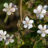 Blommor i Näsberg