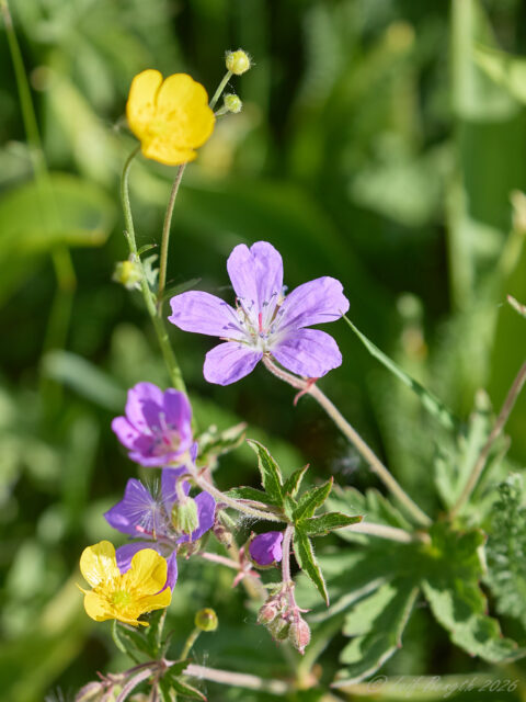 Midsommarblomster med smörblom