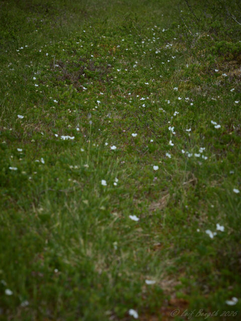 Hjortronblommor