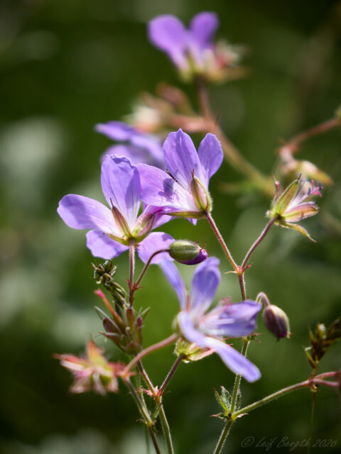 Midsommarblomster?