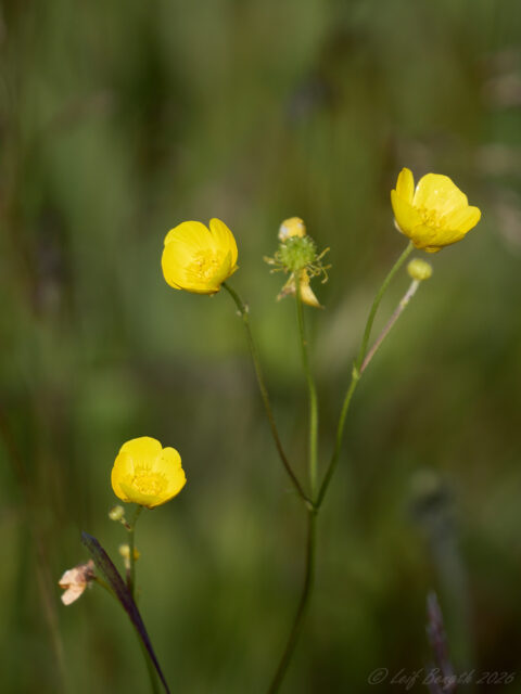 Smörblommor