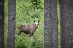 Par i älg och en trana