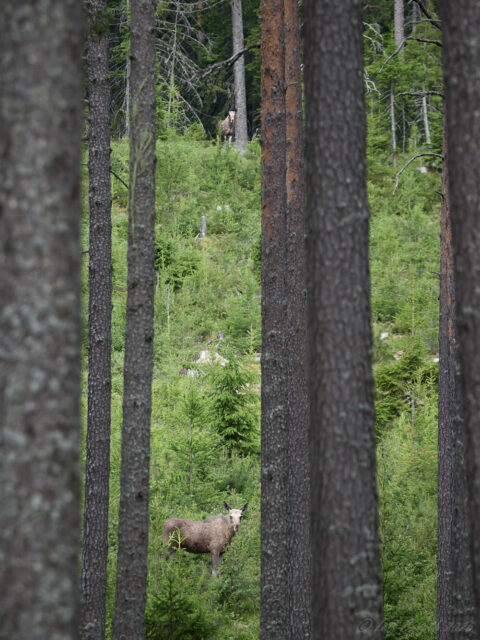 Par i älg