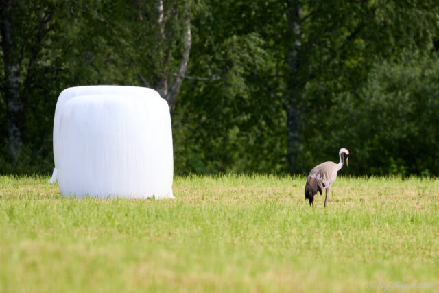 Ägget och tranan