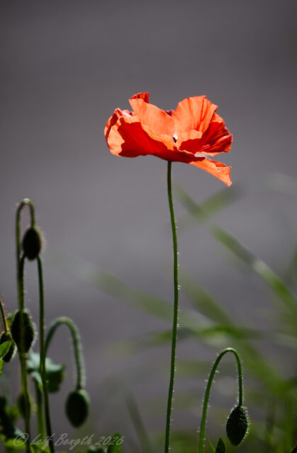 Blommor och bin