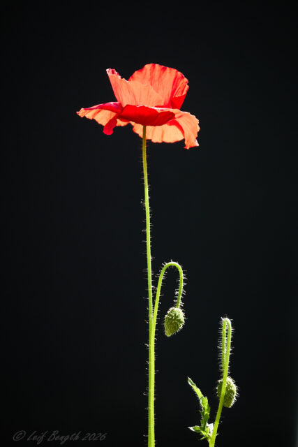 Blommor och bin