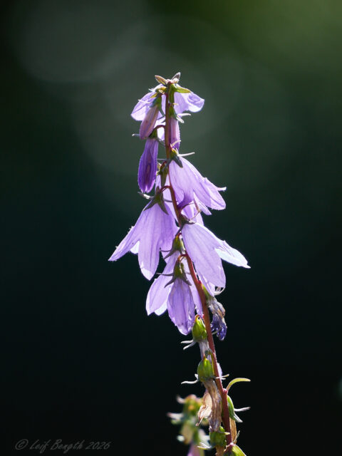 Blommor och bin