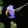Blommor och bin