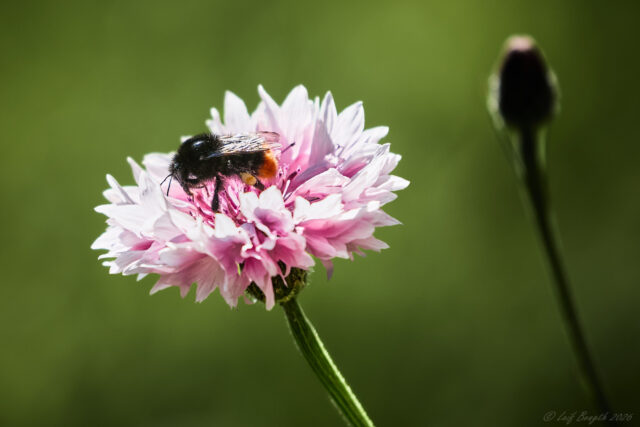 Blommor och bin