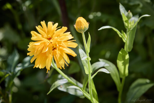Blommor och bin
