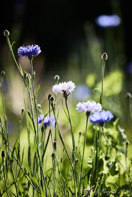 Blommor och bin