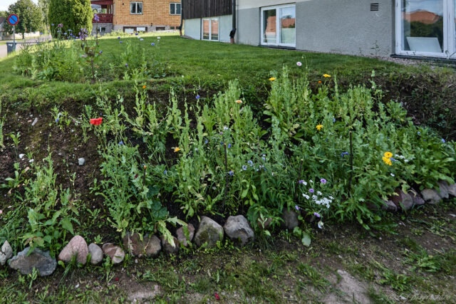 Blommor och bin