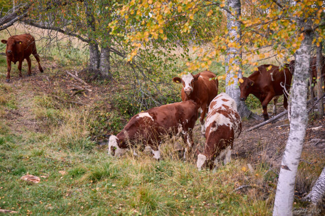 Oasen i kohagen