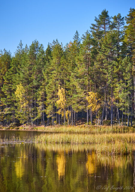 Höstgrant vid Ätjärn