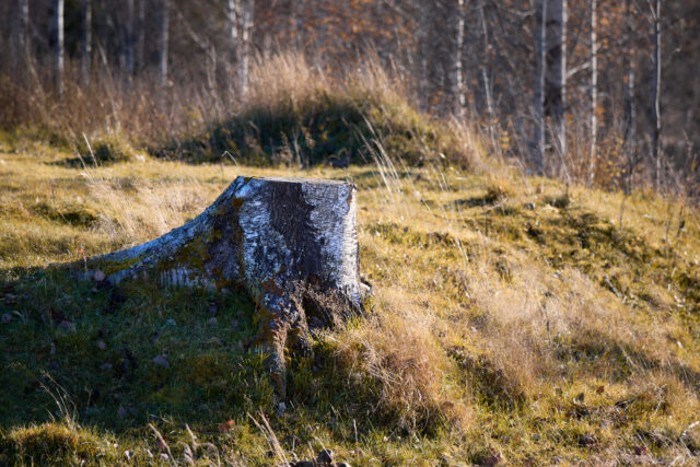 Höststubbe