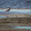 Storspoven
