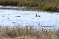 Bläsänder i Geddtjenn